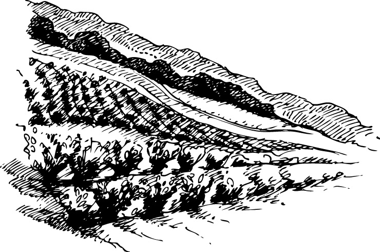 Jura vine