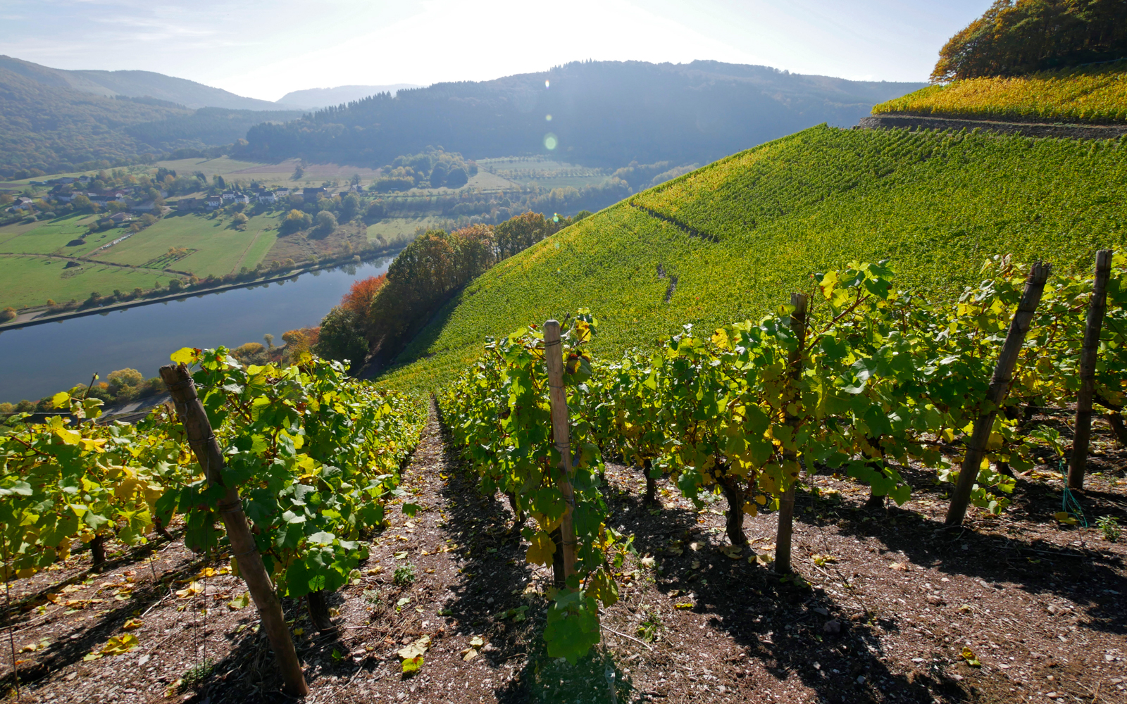 Tysk riesling